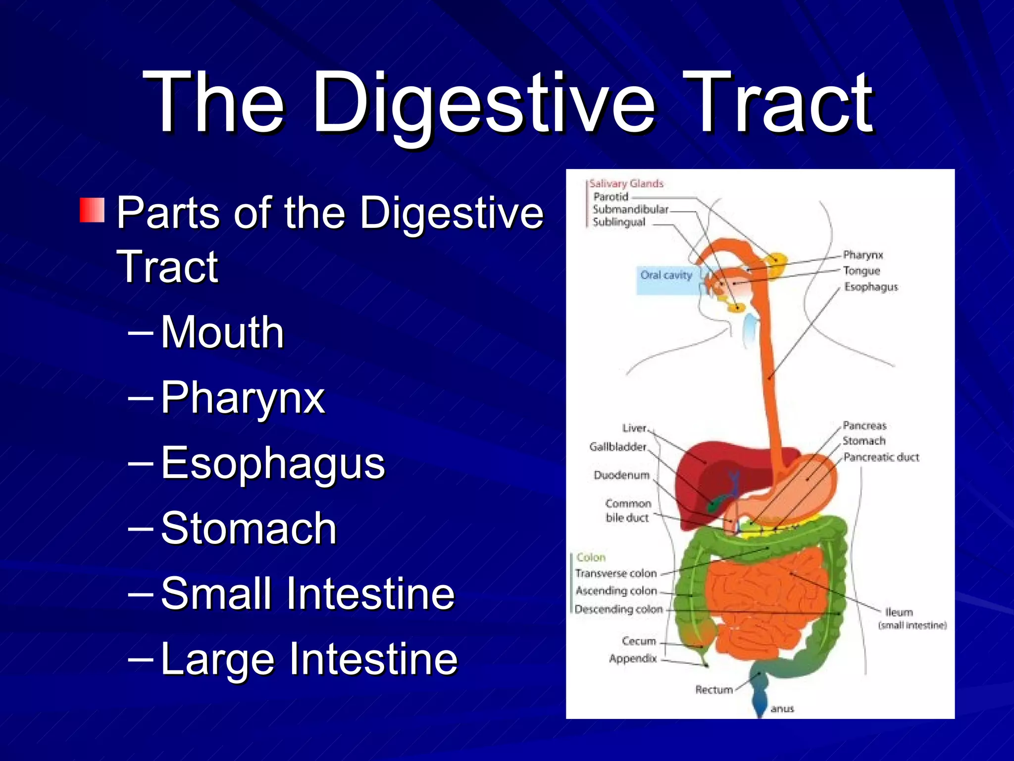 The Digestive Tract Parts of the Digestive Tract Mouth Pharynx Esophagus Stomach  Small Intestine Large Intestine 
