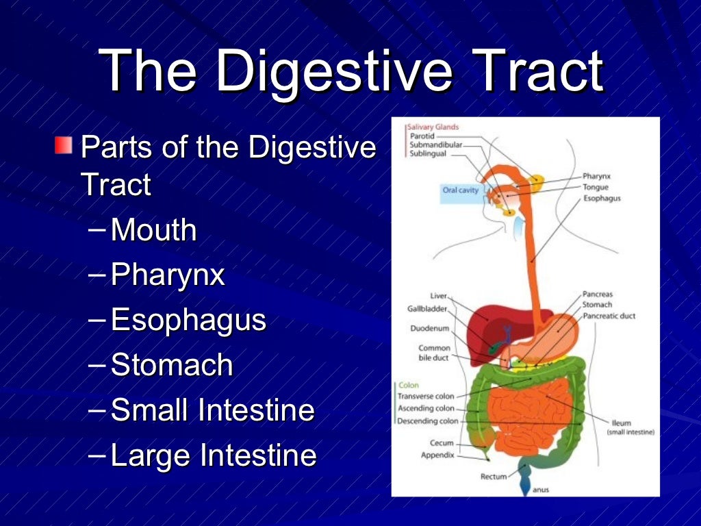 The Digestive System Powerpoint
