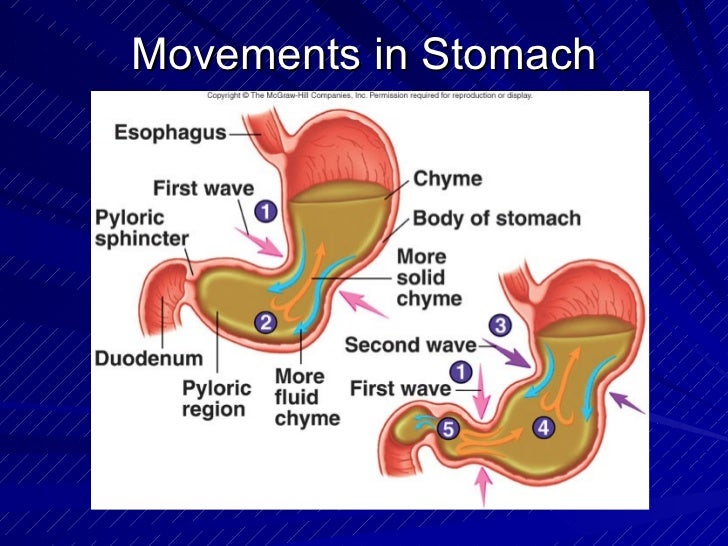 The Digestive System Powerpoint