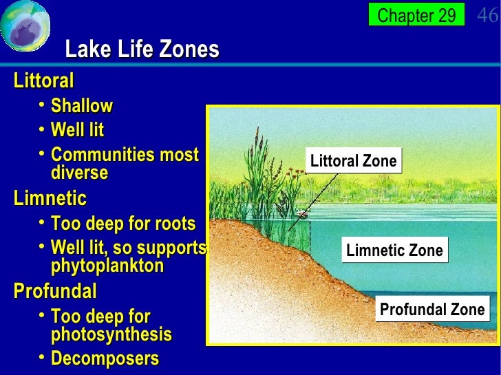 The Diverse Ecosystems APBio