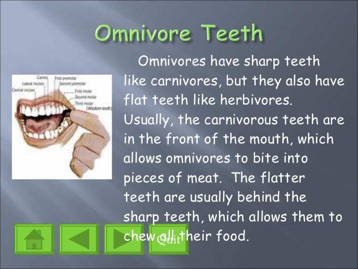 The Eating Habits Of Animals Ppt Project