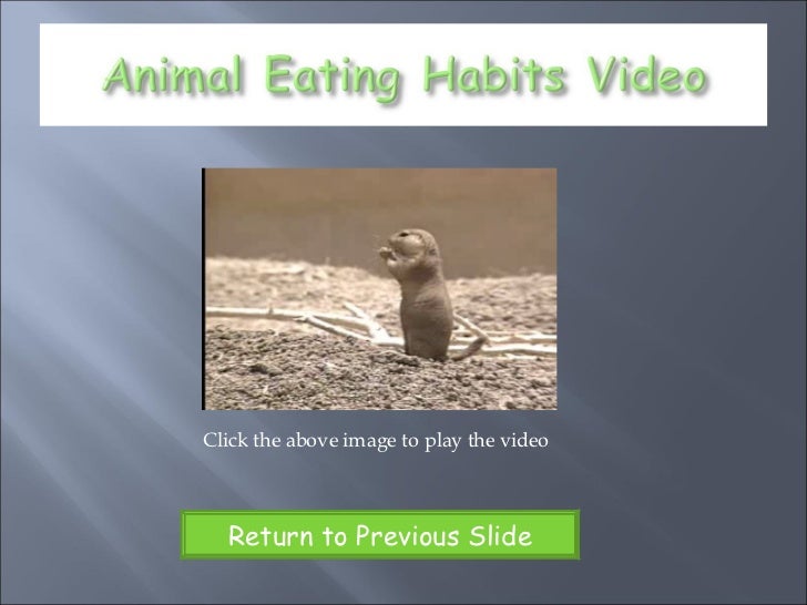 The Eating Habits Of Animals Ppt Project