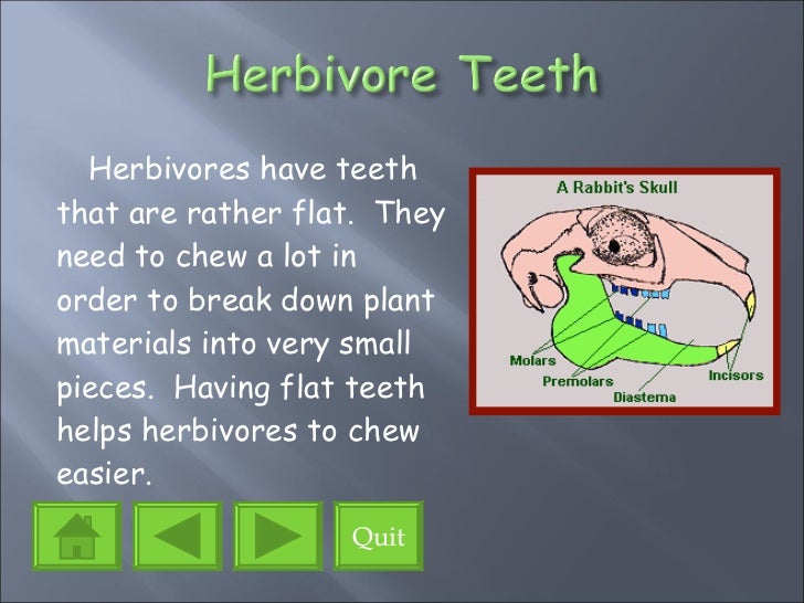 The Eating Habits Of Animals Ppt Project