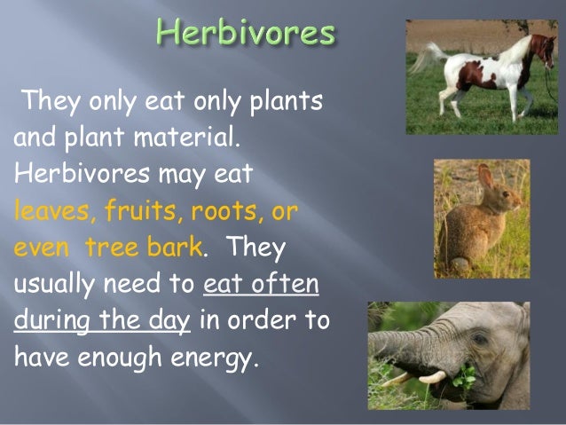 The eating-habits-of-animals-ppt-teeth