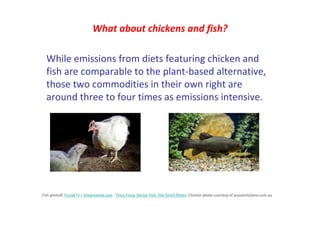What about chickens and fish? 
While emissions from diets featuring chicken and 
fish are comparable to the plant-based alternative, 
those two commodities in their own right are 
around three to four times as emissions intensive. 
Fish photo© Furzyk73 | Dreamstime.com - Tinca Tinca, Doctor Fish, The Tench Photo; Chicken photo courtesy of aussiechickens.com.au 
 