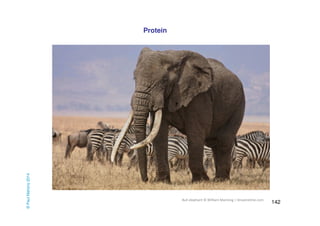 142 
Protein © Paul Mahony 2014 
Bull elephant © William Manning | Dreamstime.com 
 