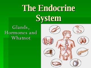 The Endocrine System Glands, Hormones and Whatnot 