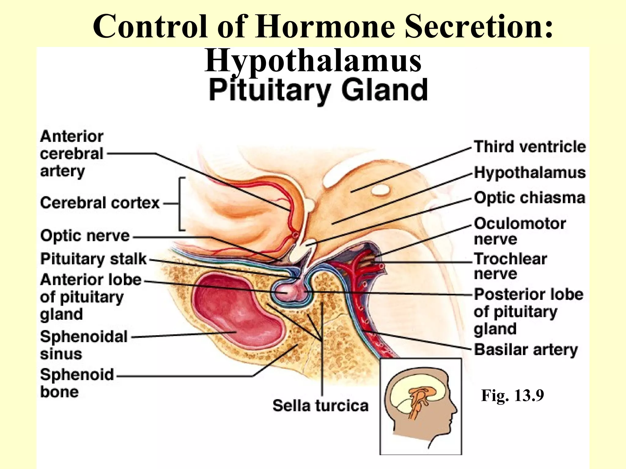Control of Hormone Secretion: Fig. 13.9 Hypothalamus 