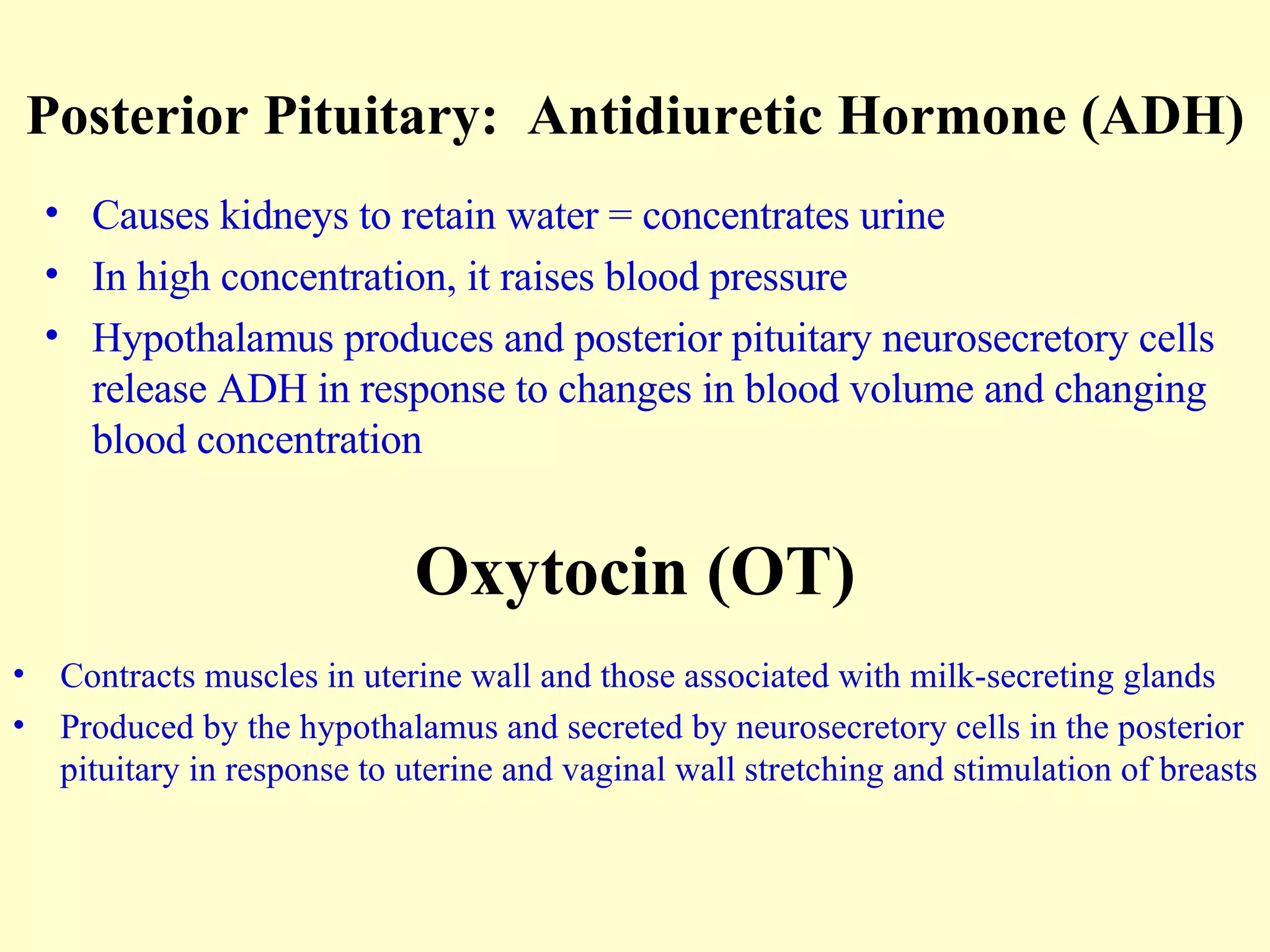 Posterior Pituitary:  Antidiuretic Hormone (ADH) Causes kidneys to retain water = concentrates urine In high concentration, it raises blood pressure Hypothalamus produces and posterior pituitary neurosecretory cells release ADH in response to changes in blood volume and changing blood concentration Oxytocin (OT) Contracts muscles in uterine wall and those associated with milk-secreting glands Produced by the hypothalamus and secreted by neurosecretory cells in the posterior pituitary in response to uterine and vaginal wall stretching and stimulation of breasts 