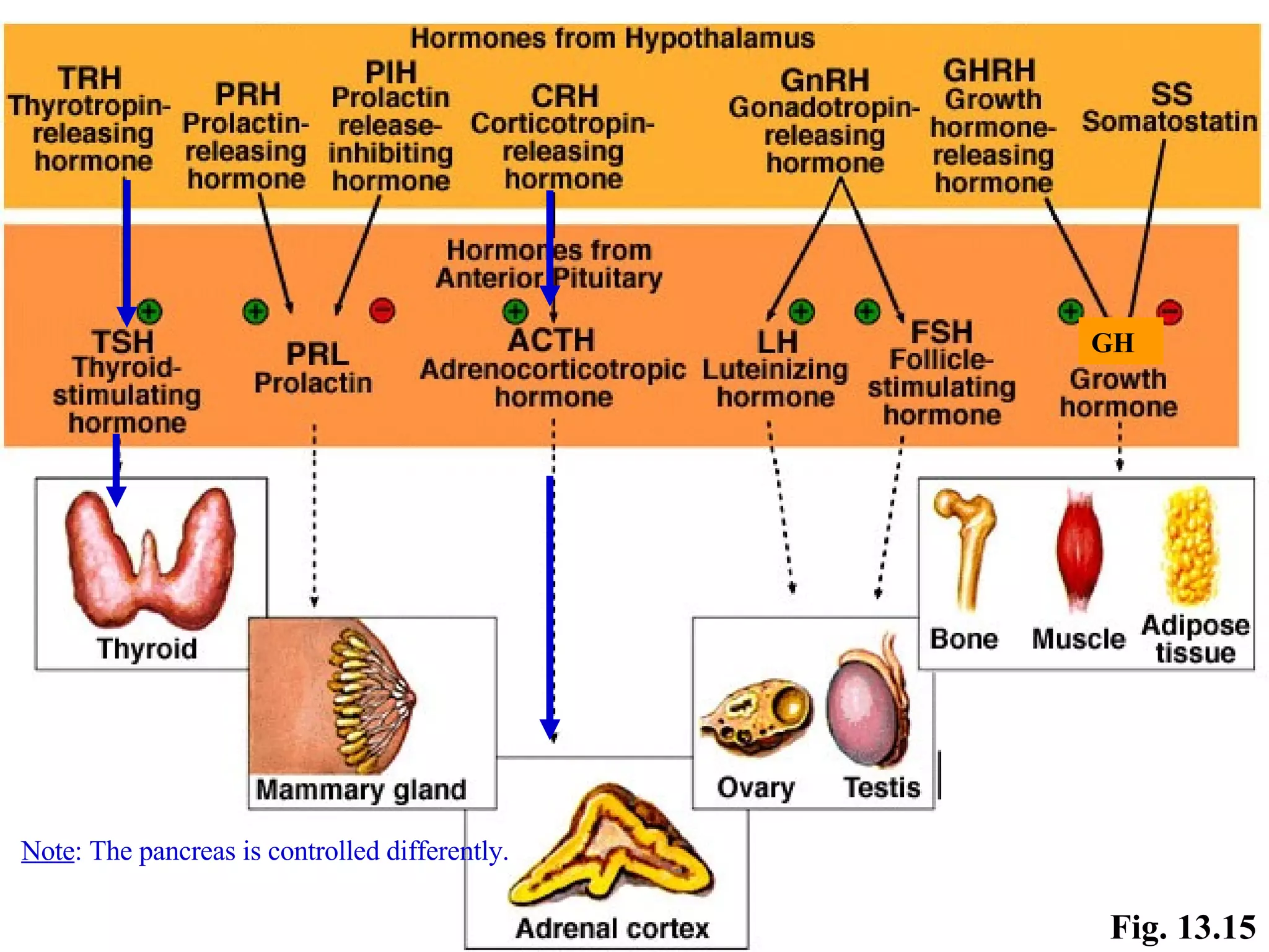 Fig. 13.15 GH Note : The pancreas is controlled differently. 