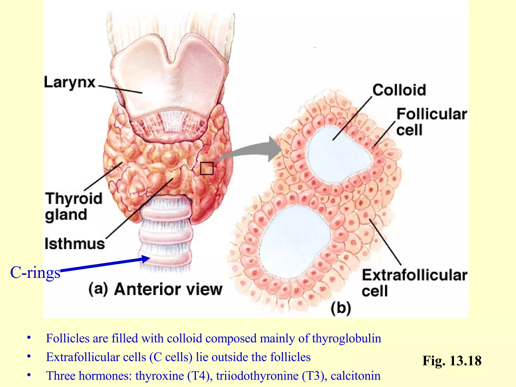 Follicles are filled with colloid composed mainly of thyroglobulin Extrafollicular cells (C cells) lie outside the follicles Three hormones: thyroxine (T4), triiodothyronine (T3), calcitonin Fig. 13.18 C-rings 