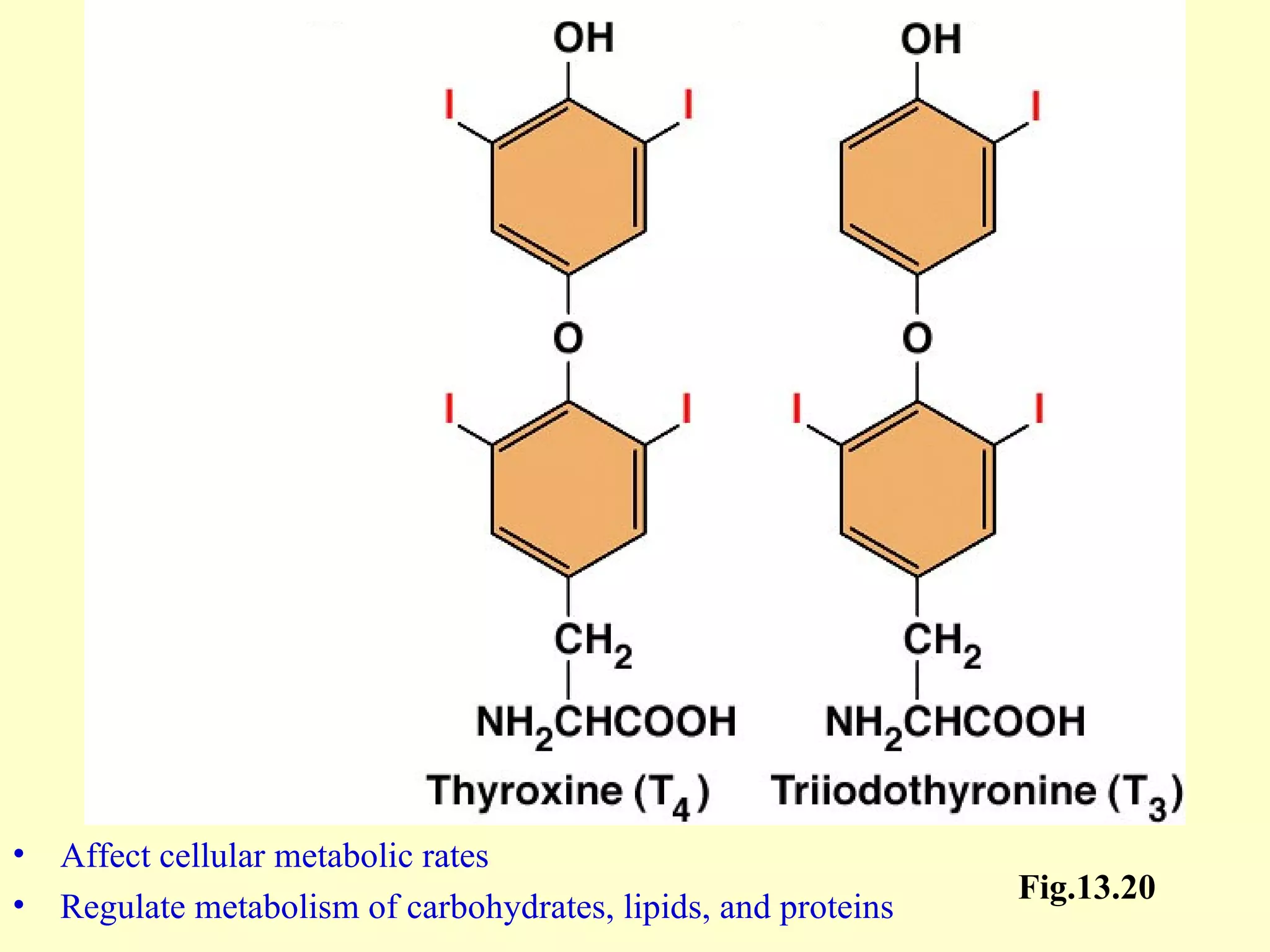 Affect cellular metabolic rates Regulate metabolism of carbohydrates, lipids, and proteins Fig.13.20 