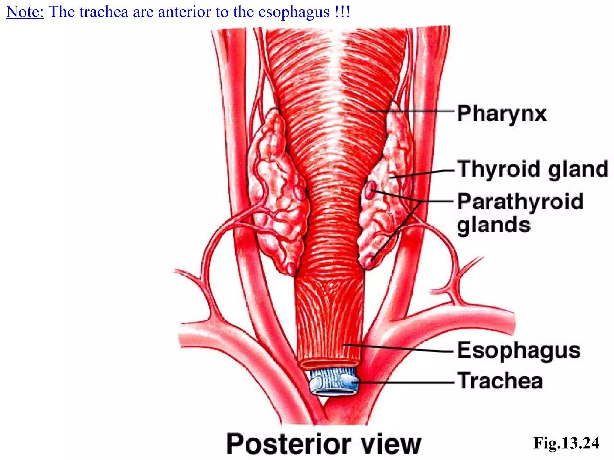 Note:  The trachea are anterior to the esophagus !!! Fig.13.24 