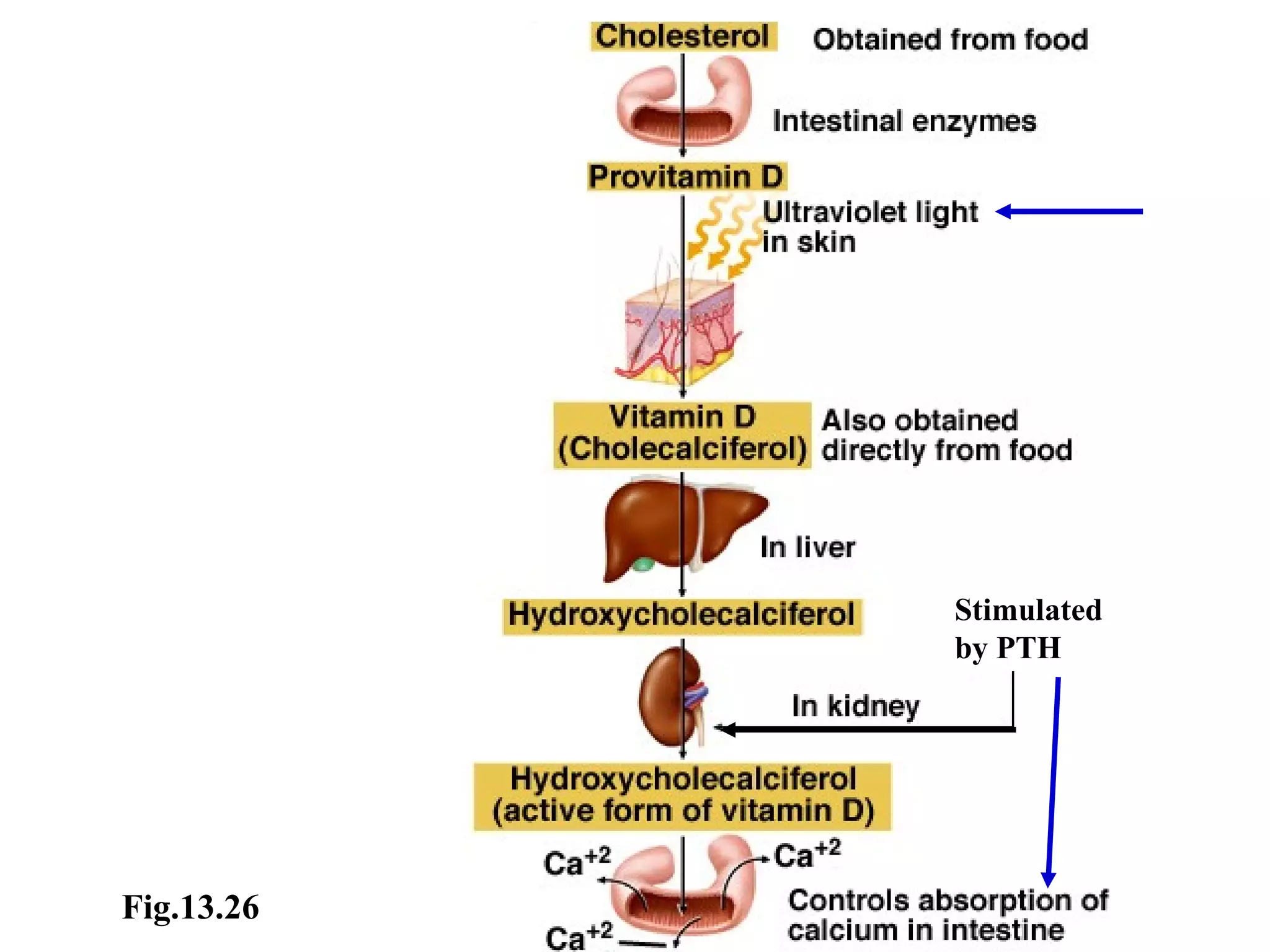 Fig.13.26 Stimulated  by PTH 