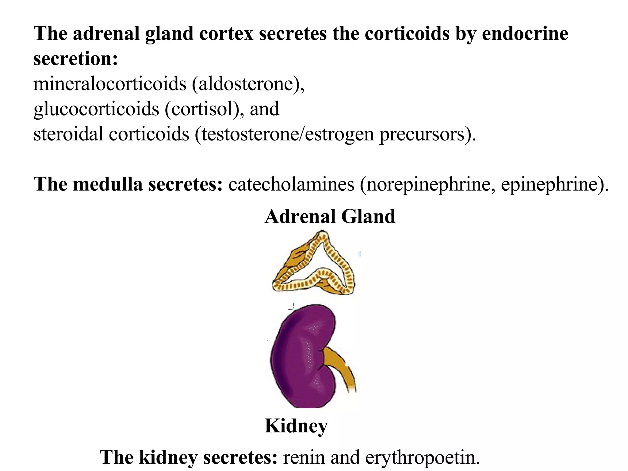 Adrenal Gland Kidney The adrenal gland cortex secretes the corticoids by endocrine  secretion:  mineralocorticoids (aldosterone),  glucocorticoids (cortisol), and  steroidal corticoids (testosterone/estrogen precursors). The medulla secretes:  catecholamines (norepinephrine, epinephrine). The kidney secretes:  renin and erythropoetin. 