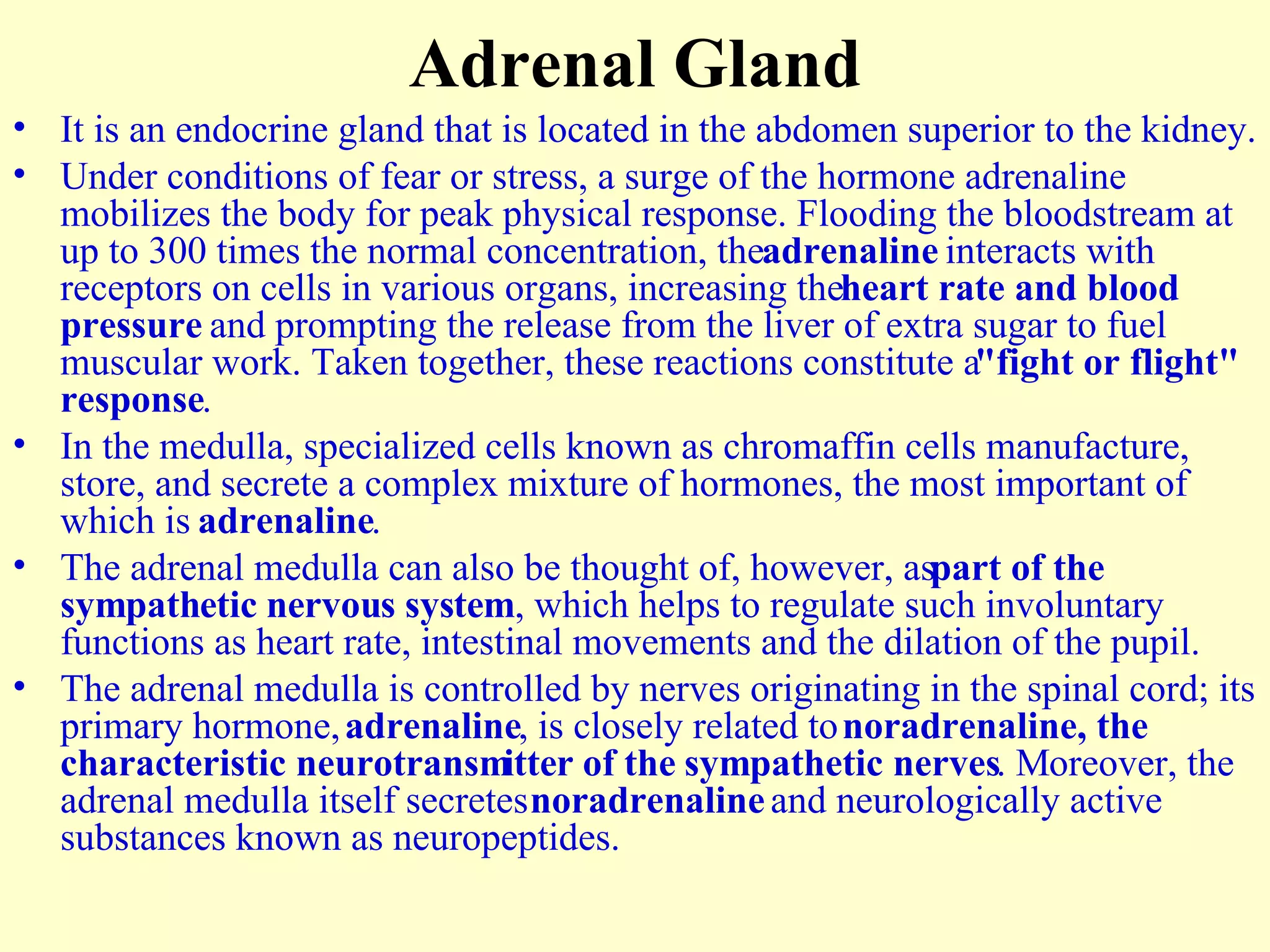 Adrenal Gland It is an endocrine gland that is located in the abdomen superior to the kidney. Under conditions of fear or stress, a surge of the hormone adrenaline mobilizes the body for peak physical response. Flooding the bloodstream at up to 300 times the normal concentration, the  adrenaline  interacts with receptors on cells in various organs, increasing the  heart rate and blood pressure  and prompting the release from the liver of extra sugar to fuel muscular work. Taken together, these reactions constitute a  "fight or flight" response . In the medulla, specialized cells known as chromaffin cells manufacture, store, and secrete a complex mixture of hormones, the most important of which is  adrenaline . The adrenal medulla can also be thought of, however, as  part of the sympathetic nervous system , which helps to regulate such involuntary functions as heart rate, intestinal movements and the dilation of the pupil.  The adrenal medulla is controlled by nerves originating in the spinal cord; its primary hormone,  adrenaline , is closely related to  noradrenaline, the characteristic neurotransmitter of the sympathetic nerves . Moreover, the adrenal medulla itself secretes  noradrenaline  and neurologically active substances known as neuropeptides. 