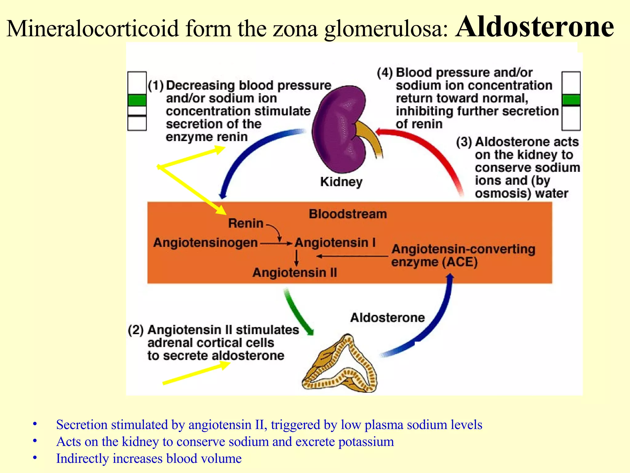 Mineralocorticoid form the zona glomerulosa:  Aldosterone Secretion stimulated by angiotensin II, triggered by low plasma sodium levels Acts on the kidney to conserve sodium and excrete potassium Indirectly increases blood volume  