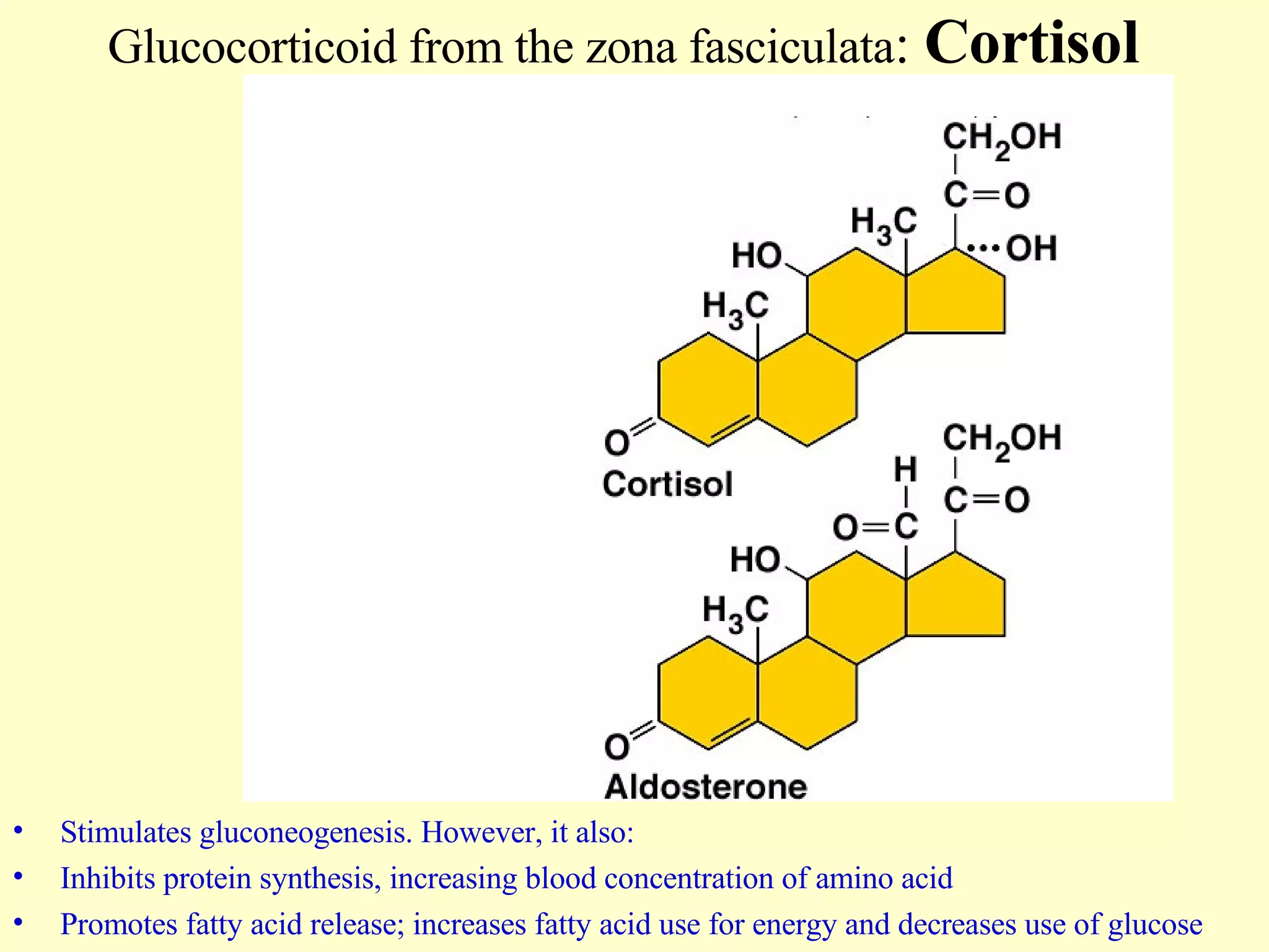 Glucocorticoid from the zona fasciculata :  Cortisol Stimulates gluconeogenesis. However, it also: Inhibits protein synthesis, increasing blood concentration of amino acid Promotes fatty acid release; increases fatty acid use for energy and decreases use of glucose 