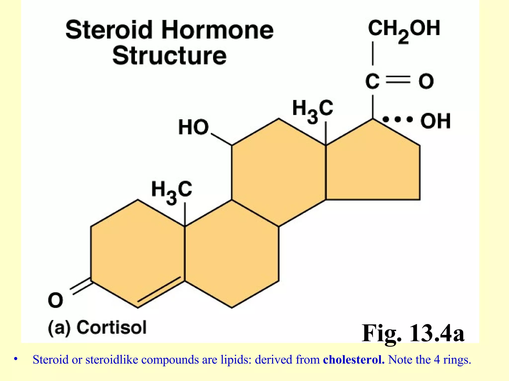 Steroid or steroidlike compounds are lipids: derived from  cholesterol.  Note the 4 rings. Fig. 13.4a 