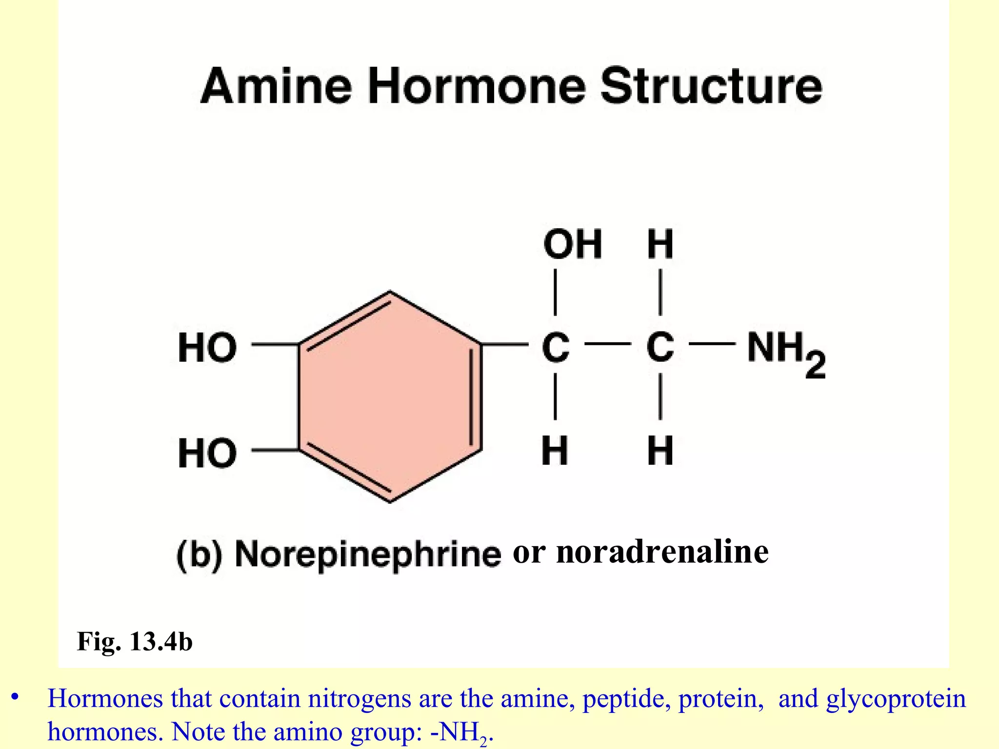 Hormones that contain nitrogens are the amine, peptide, protein,  and glycoprotein hormones. Note the amino group: -NH 2 . Fig. 13.4b or noradrenaline 