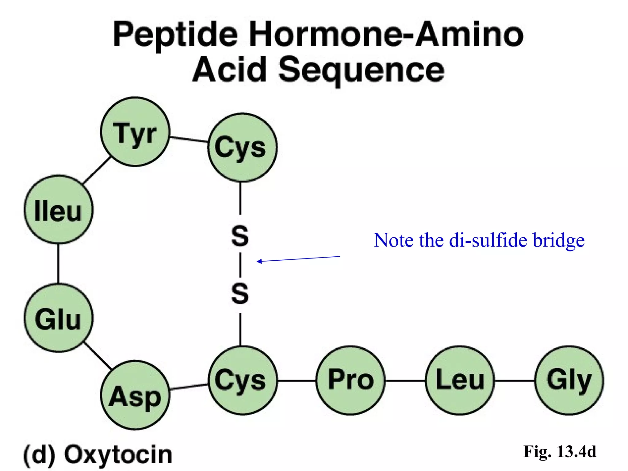 Fig. 13.4d Note the di-sulfide bridge 