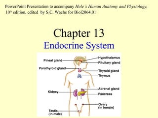 Chapter 13 Endocrine System PowerPoint Presentation to accompany  Hole’s Human Anatomy and Physiology,  10 th  edition ,  edited   by S.C. Wache for Biol2064.01 
