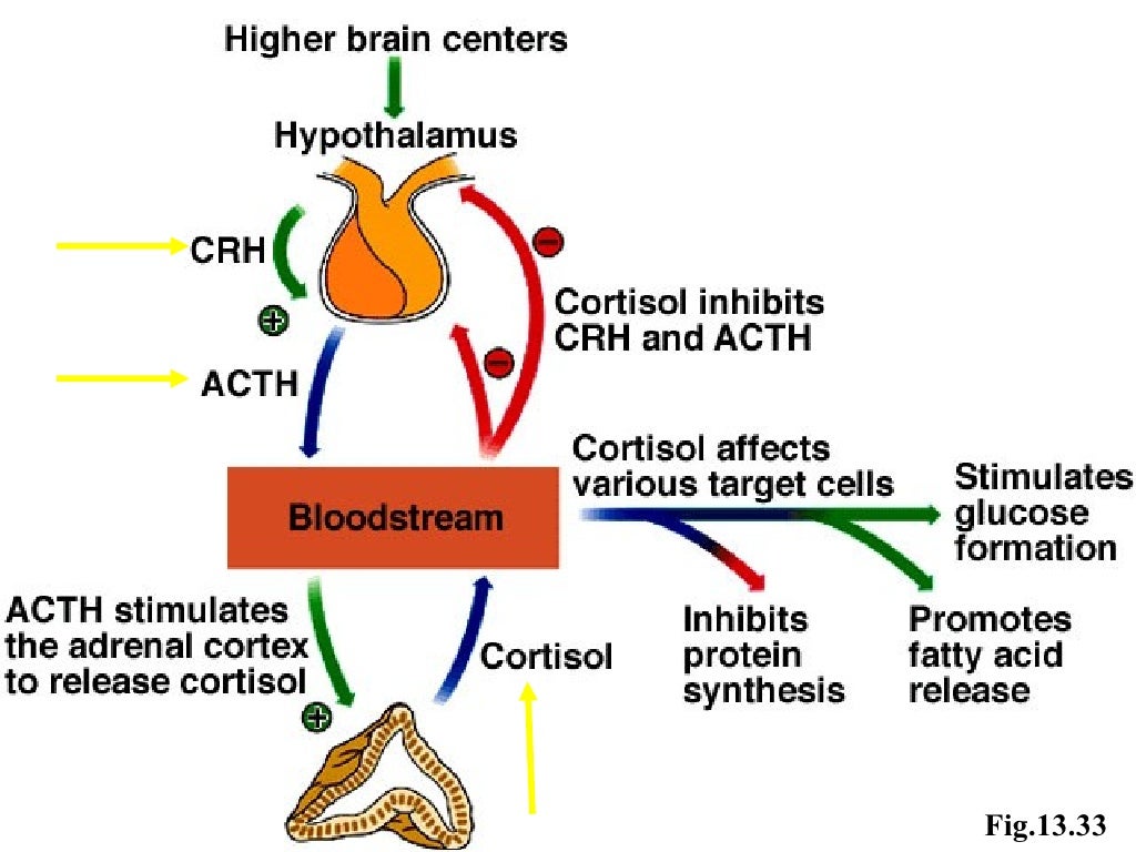 The Endocrine System - Chapter 13