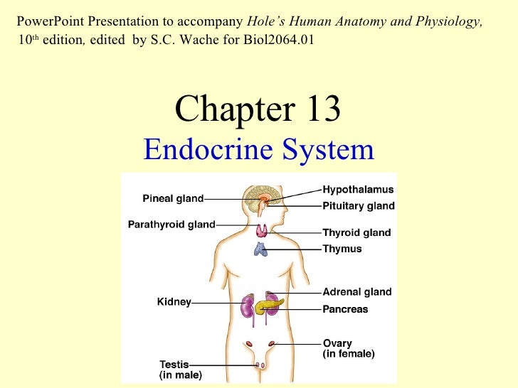 The Endocrine System Chapter 13 The Endocrine System Chapter 13