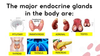 PITUITARY PARATHYROID
THYROID
ADRENAL
PANCREAS
THYMUS
TESTES
 