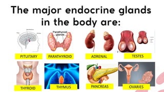 PITUITARY PARATHYROID
THYROID
ADRENAL
PANCREAS
THYMUS OVARIES
TESTES
 