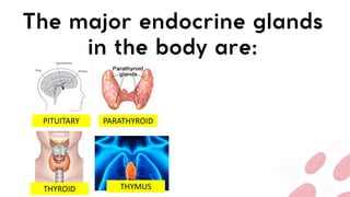 PITUITARY PARATHYROID
THYROID THYMUS
 