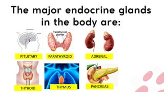 PITUITARY PARATHYROID
THYROID
ADRENAL
PANCREAS
THYMUS
 