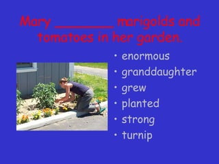 Mary _______ marigolds and tomatoes in her garden. enormous granddaughter grew planted strong turnip 