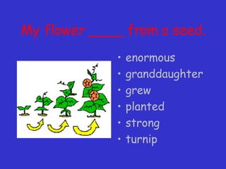 My flower ____ from a seed. enormous granddaughter grew planted strong turnip 