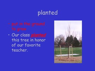 planted put in the ground to grow Our class  planted  this tree in honor of our favorite teacher. 