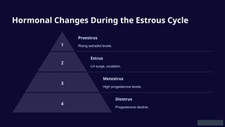 Hormonal Changes During the Estrous Cycle
1
Proestrus
Rising estradiol levels.
2
Estrus
LH surge, ovulation.
3
Metestrus
High progesterone levels.
4
Diestrus
Progesterone decline.
 