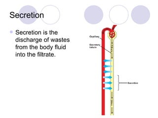 Secretion Secretion is the discharge of wastes from the body fluid into the filtrate.  