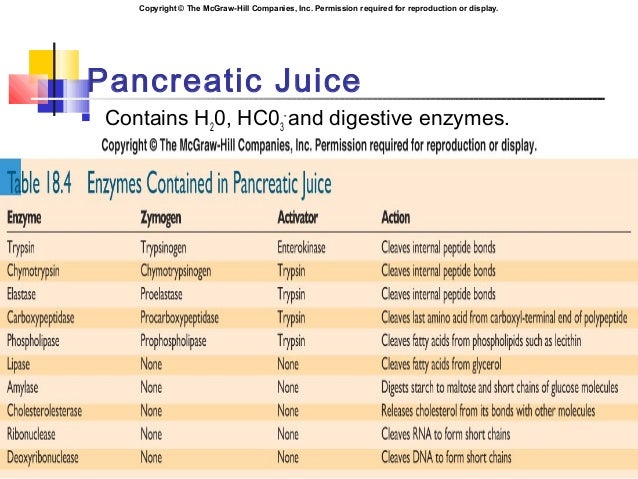The Exocrine Functions Of The Pancreas
