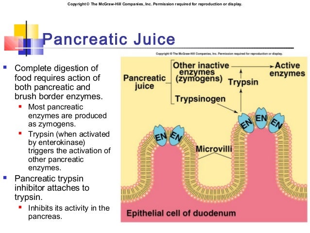 The Exocrine Functions Of The Pancreas The Exocrine Functions Of The Pancreas