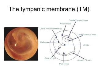 The tympanic membrane (TM) 