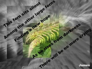 This fern sits silent Among the other large ferns  Finding a new hope As he rises from darkness There will be no more crying James 