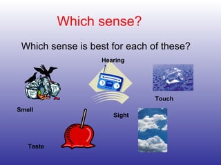 Which sense?
Which sense is best for each of these?
Smell
Hearing
Touch
Sight
Taste
 
