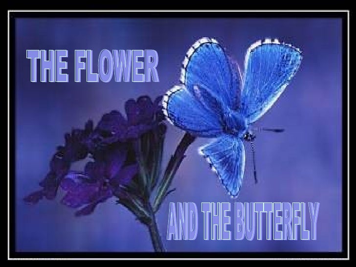 The Flower And The Butterfly