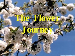 The  Flower  Journey 