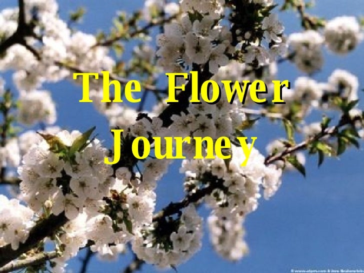 journey and flower