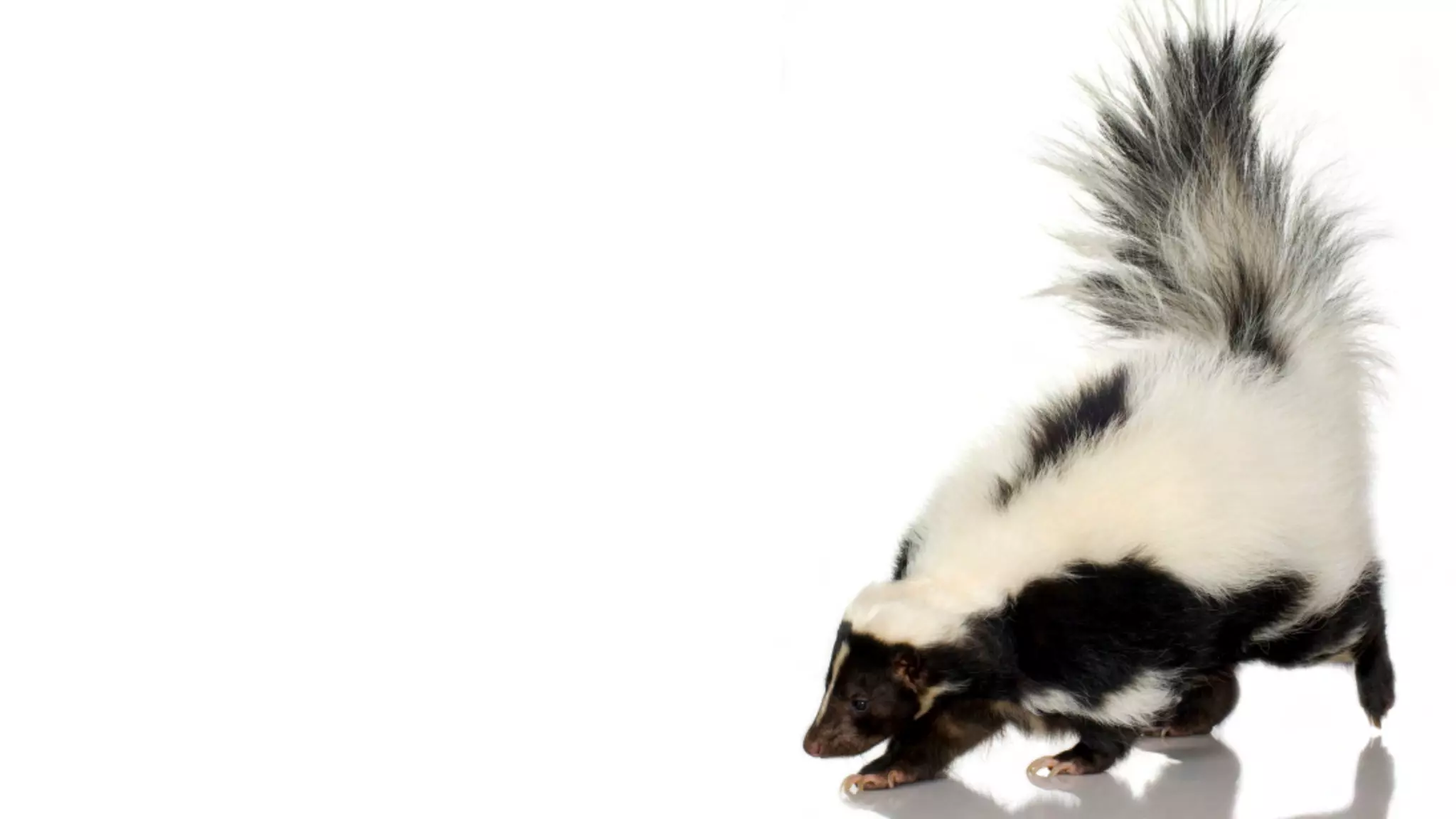 The future of advertising