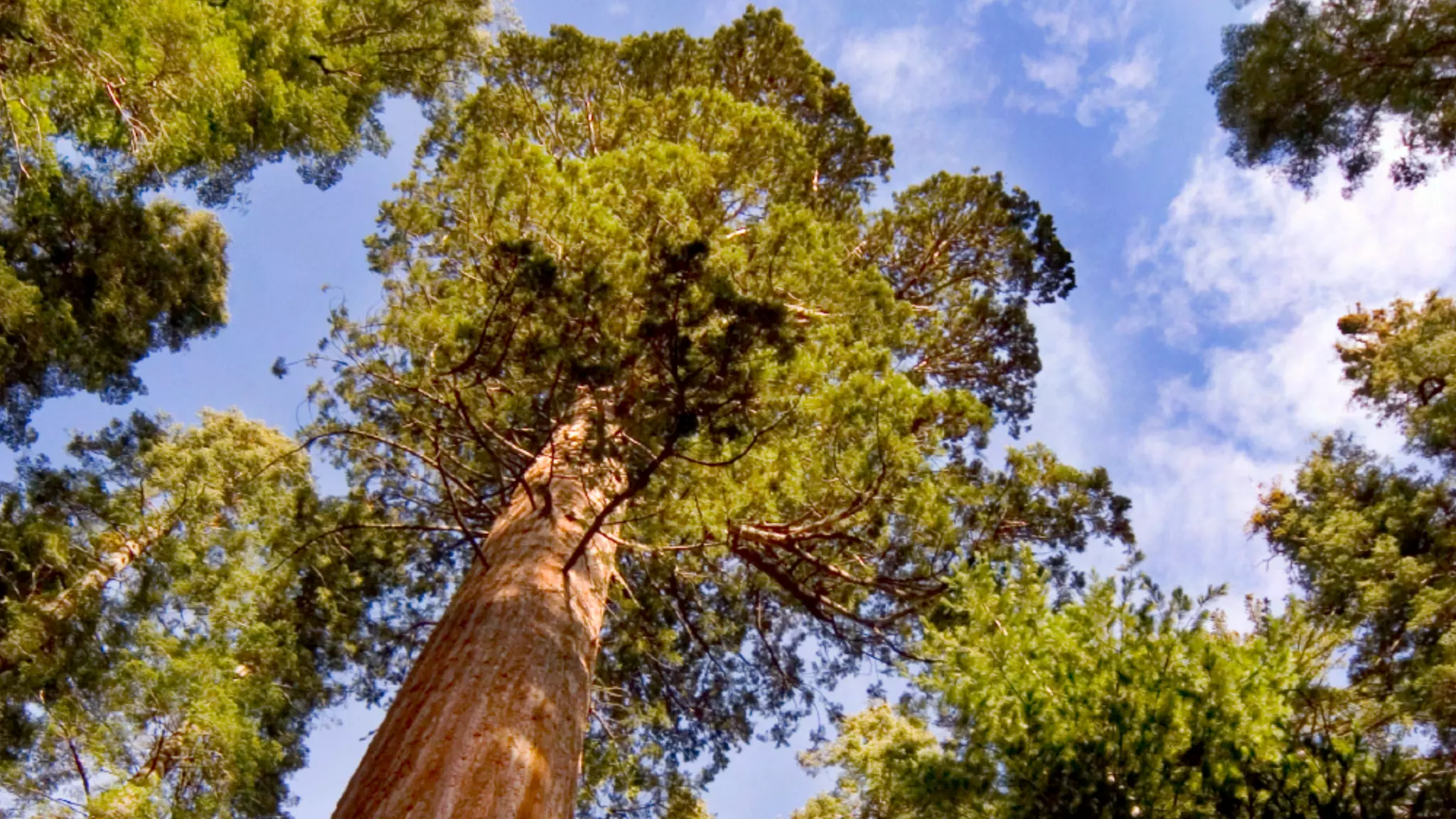 The future of advertising