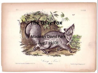 The Gray Fox Made by David Park Aug / 19/08 