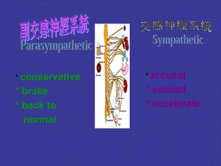 * conservative
* brake
* back to
normal
* arousal
* excited
* accelerate
 