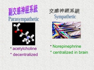 * acetylcholine
* decentralized
* Norepinephrine
* centralized in brain
 